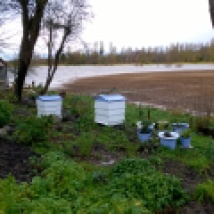 the Bee-Garden slowly being surrounded by water