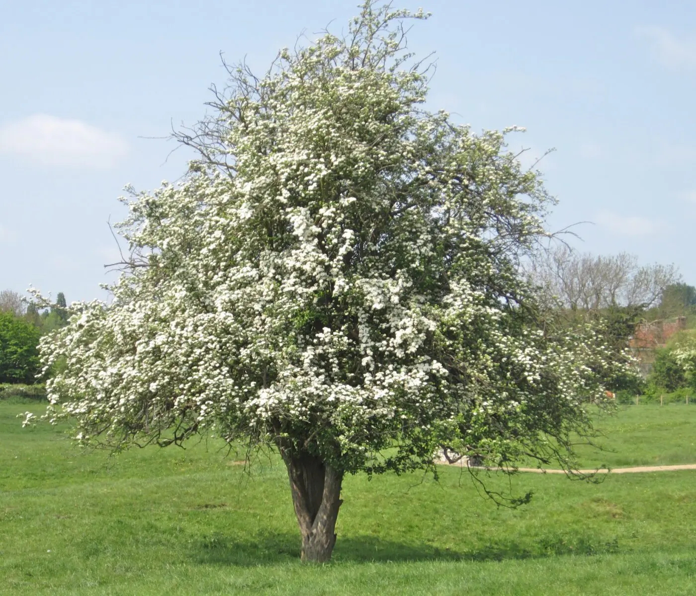 Hawthorn tree beltain